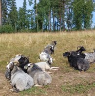 Annonsbild